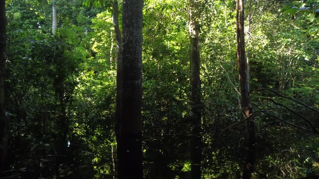 Aerial View of Kayaking Through an Igap&oacute; Forest in the Amazon Rainforest