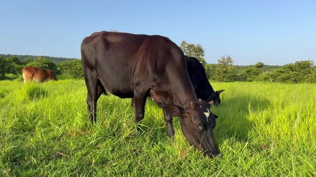 Two domestic black cows grazing together on a lush green grass field under blue sky