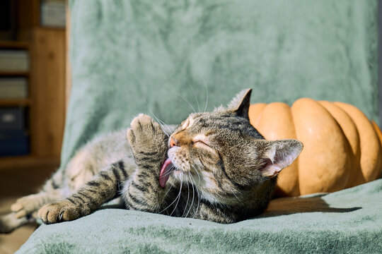 Tabby cat grooming itself while sitting on a cozy armchair beside a pumpkin, creating a warm and relaxed autumn home scene.