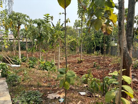 Young teak saplings (Tectona grandis) growing alongside cassia plants on a rural agricultural farm land plot. Ideal stock photo for forestry investment, teak farming, and sustainable agriculture.