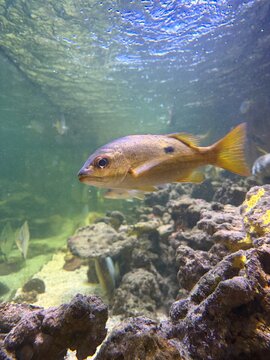 Side profile of a onespot snapper fish gliding through clear aquarium water near rocky reef formations. High-quality stock photography for marine conservation, educational media, and aquariums.