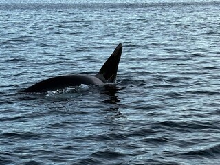 Obraz premium dolphin jumping out of water