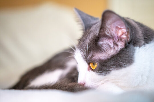 Cat Bed Resting Close-Up Yellow Eyes