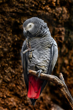 African grey parrot on the knot. Latin name - Psittacus erithacus
