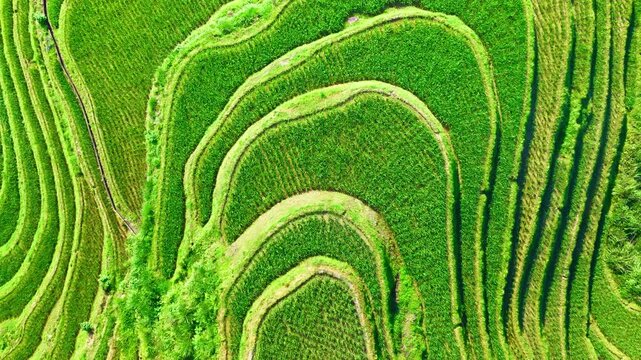 Aerial top view of vibrant green terraced rice fields forming curved patterns, illuminated by bright natural sunlight in Longji, Guilin, China.