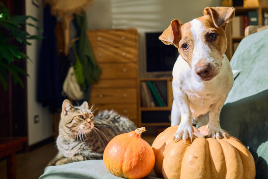 Tabby cat and funny Jack Russell terrier together on a cozy armchair beside a pumpkin, capturing friendship, companionship and the warm atmosphere of the autumn season.
