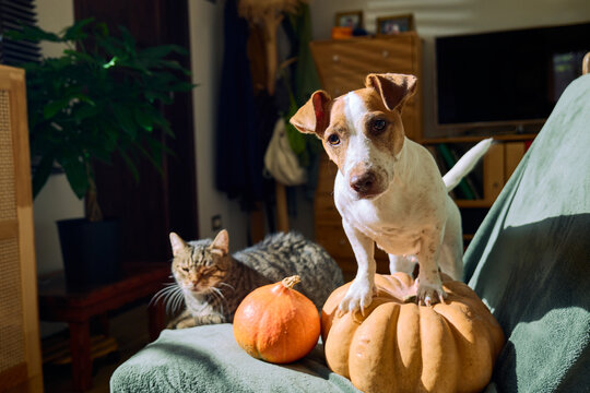 Tabby cat and funny Jack Russell terrier together on a cozy armchair beside a pumpkin, capturing friendship, companionship and the warm atmosphere of the autumn season.