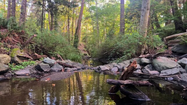 Brooklyn Creek flowing through mature forest in Comox, British Columbia, Canada, with rocks, fallen logs and reflective water on Vancouver Island.