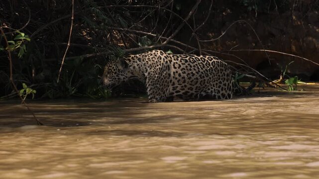 A jaguar hunting caiman in the Pantanal, Brazil