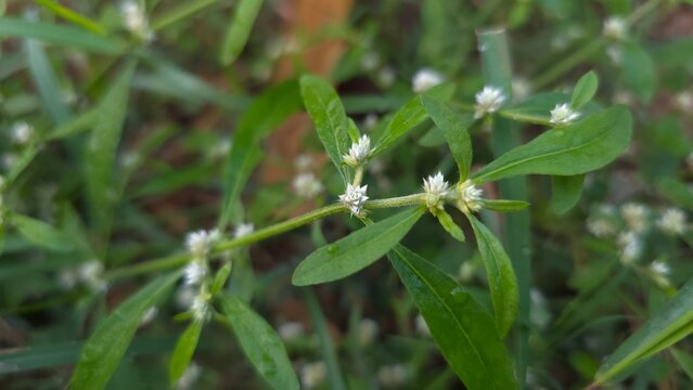 Sessile Joyweed plant with small white flower heads and green leaves in soft natural light
