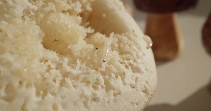 Slow motion maggots crawling and wriggling on porous porcini mushrooms surface on tabletop in kitchen, macro probe view.