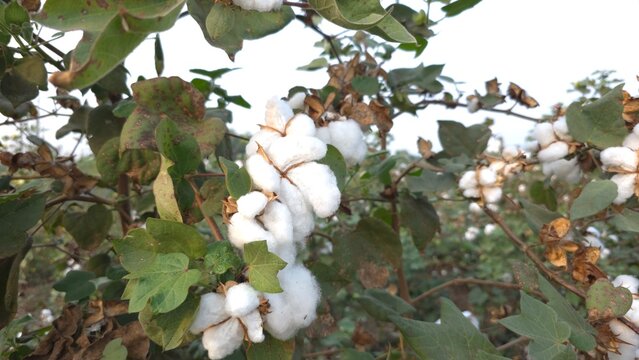 Cotton plants with white bolls growing across a cultivated field with green leaves and mature pods