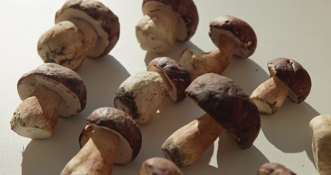 Slow motion wild mushrooms sliding and rotating across sunlit tabletop with soft shadows and highlights.