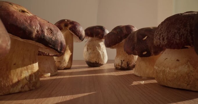 Slow tracking shot of porcini mushrooms on wooden table in kitchen with warm side sunlight, macro probe view.