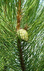 Green young pine cone on a pine tree branch close up © Daria