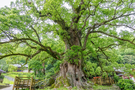 Ancient Kamou no Okusu Great Camphor Tree in Kagoshima Japan