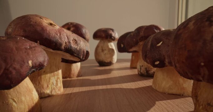 Tracking shot of porcini mushrooms lined on wooden table in warm morning sunlight low angle pan across tabletop, macro probe view.