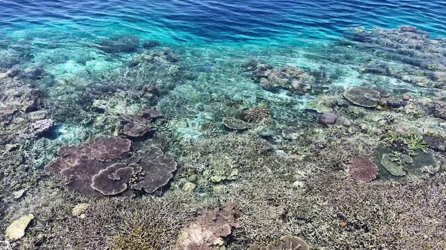Beautiful corals are exposed during low tide at the edge of Sangalaki Island in the scenic Derawan Archipelago of East Kalimantan, Indonesia. This area harbors extraordinary marine biodiversity.