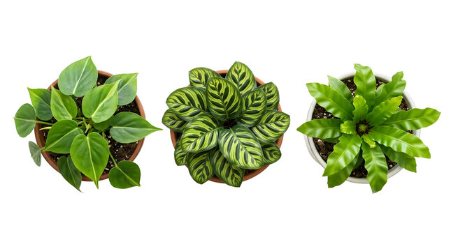 Potted houseplants top view collection photo isolated on black background, indoor botanical decor set with Philodendron Hederaceum, Calathea Makoyana, and Bird Nest Fern for interior staging and home 