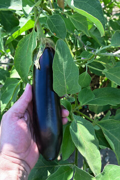 hand holding ripe fresh eggplant in organic vegetable garden