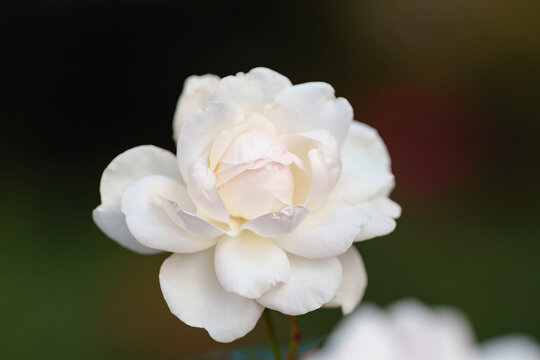 Der Sommer ist fast vergangen und der Herbst bringt uns die letzten Rosenbl&uuml;ten in den Garten