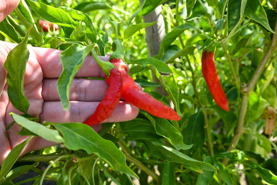 farmer hand holding ripe red chili peppers growing on plant