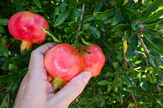 farmer hand picking fresh ripe pomegranate fruit on tree branch