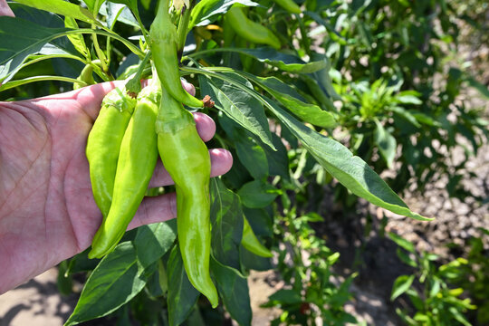 farmer hand holding fresh chili peppers in garden