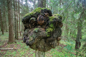 Huge tree burl with green moss growing on a trunk in a dense coniferous forest © heshixin