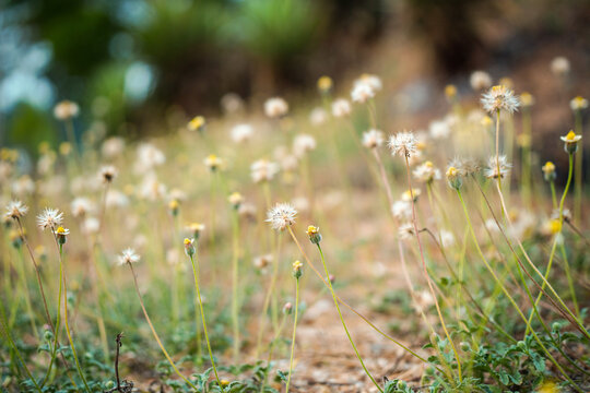 A field of Tridax procumbens flowers swaying in the gentle breeze. Delicate Wildflowers And Seedheads In A Sunlit Meadow Field With Shallow Depth Of Field