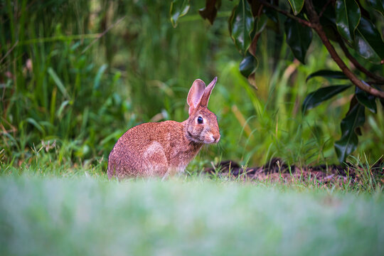 Rabbit in the Grass