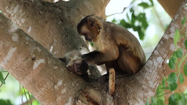 A capuchin in the Pantanal, Brazil 