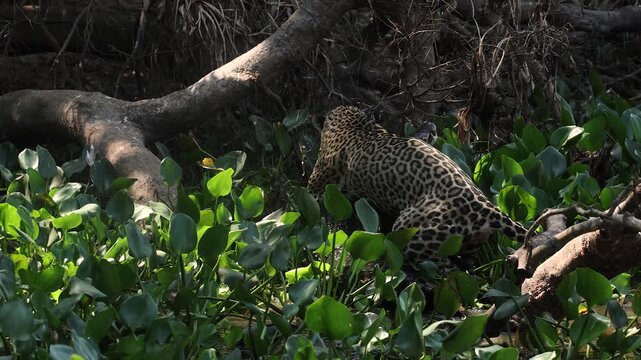 A jaguar hunting caiman in the Pantanal, Brazil