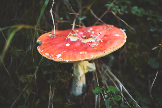 fly agaric with slug damages in a mountain forest at a autumn morning