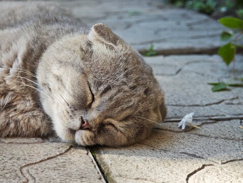 Sleeping grey Scottish Fold cat head close up on garden tiles horizontal