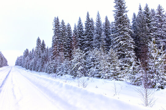 Snowy road in the middle of the woods