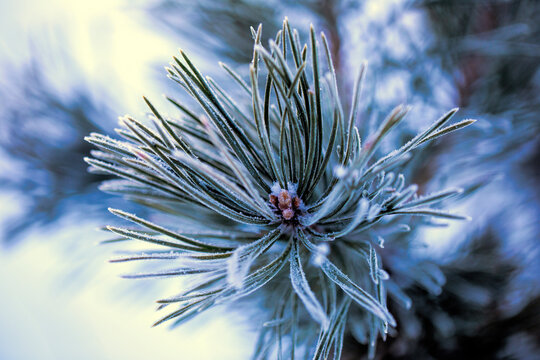Winter closeup of pine branches covered in delicate frost, capturing the quiet beauty of a cold snowy forest atmosphere