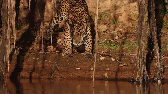 A jaguar hunting caiman in the Pantanal, Brazil