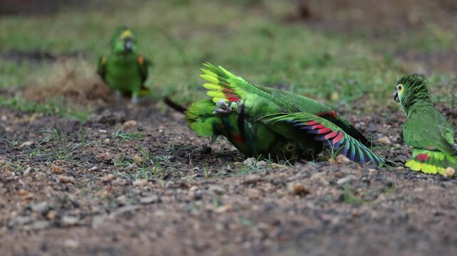 A parrot fight in Brazil 