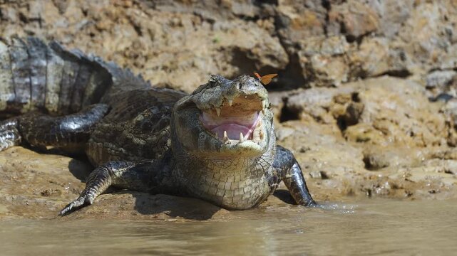 Butterflies landing on a caiman 
