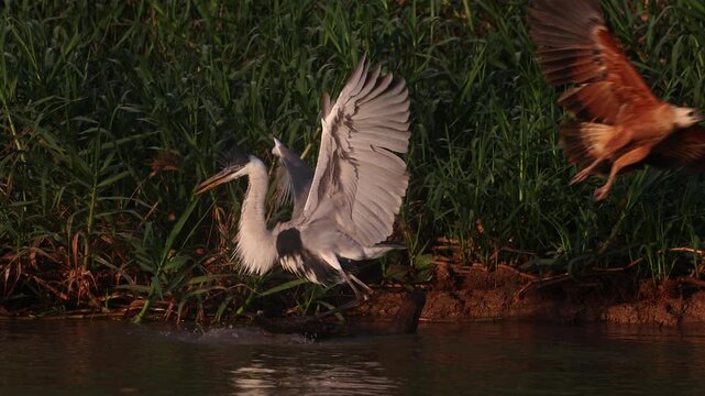Heron and a hawk fighting over a fish