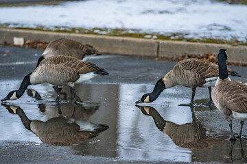 Obraz premium Natural abstract goose close up with water reflection in the frame, authentic city park background image