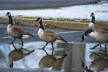 Obraz premium Natural abstract goose close up with water reflection in the frame, authentic city park background image