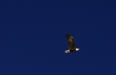 Obraz premium eagle in flight on clean dark blue sky American patriotic theme, authentic animal, backgrounds copy space