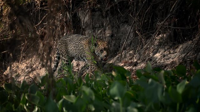 A jaguar hunting caiman in the Pantanal, Brazil