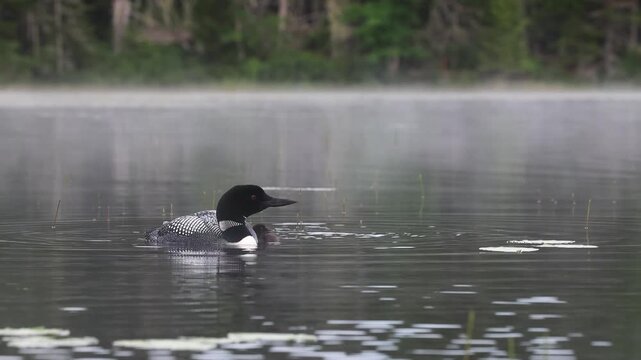 Common loon on a lake with a chick