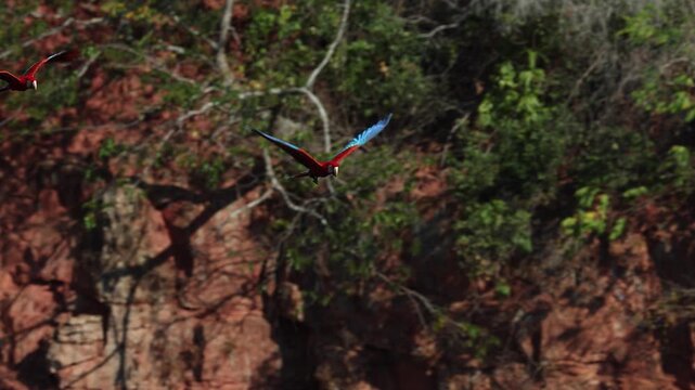 Red and green macaws flying in Brazil 