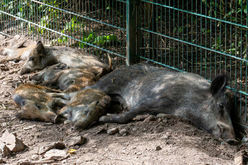 A female wild boar lies sleeping with four piglets next to a green metal fence.   © Alexander
