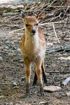 A detailed close-up of a sika deer fawn standing confidently in a sunlit forest clearing, displaying its white spots against its brown coat, looking directly at the camera with large, curious eyes.

