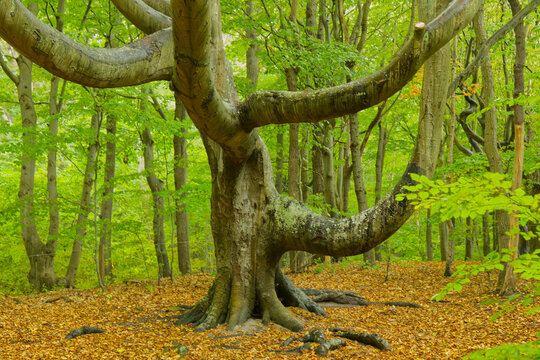 Alter knorriger Buchenbaum mit m&auml;chtigen &Auml;sten und Wurzeln im herbstlichen Wald
